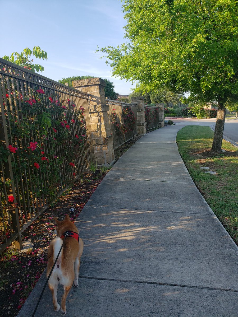 TameraJones_'s tweet photo. My jaunty walking partner enjoying the first sunshine in a week while I start #KingsCage by @VictoriaAveyard 👑🩸 https://t.co/LZAHarx67d