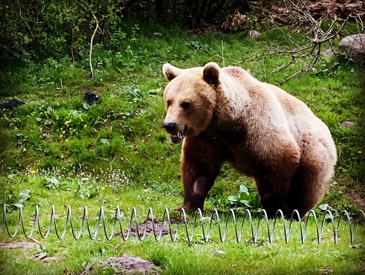 G3 camp has had such a wonderful connection to the UoI - Sustainable Cities. The Ss have been planting, cooking, hiking and learning about our environmental footprint <a href="/tokende/">Lisa Roy (she/her)</a> <a href="/sowingliteracy/">Patience Montgomery</a> <a href="/rlwj11/">Rachel Wahlquist</a> <a href="/TheAndyNic/">Andrew Nicholls</a> <a href="/hyde_l/">HYDE L'Arc-en-Ciel</a> <a href="/butcher74/">Jon Butcher (he/him)</a> #SDGs #sustainability #EarthDay2022 #zerowaste