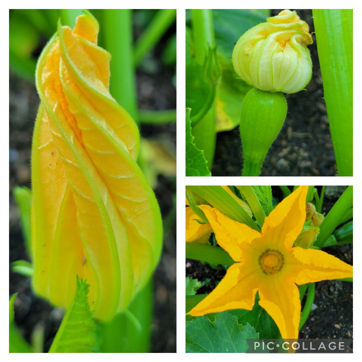 PackerRTGG (@packerrtgg) on Twitter photo Good morning <a href="/rennellredhawks/">Rennell Elementary</a> kindergarteners! Look at this beautiful squash plant taking over the veggie garden!@readygrowgarden <a href="/meredithakers/">Dr. Meredith Akers</a> <a href="/CFISDScience/">CFISD Science</a> Good morning <a href="/rennellredhawks/">Rennell Elementary</a> kindergarteners! Look at this beautiful squash plant taking over the veggie garden!@readygrowgarden <a href="/meredithakers/">Dr. Meredith Akers</a> <a href="/CFISDScience/">CFISD Science</a>