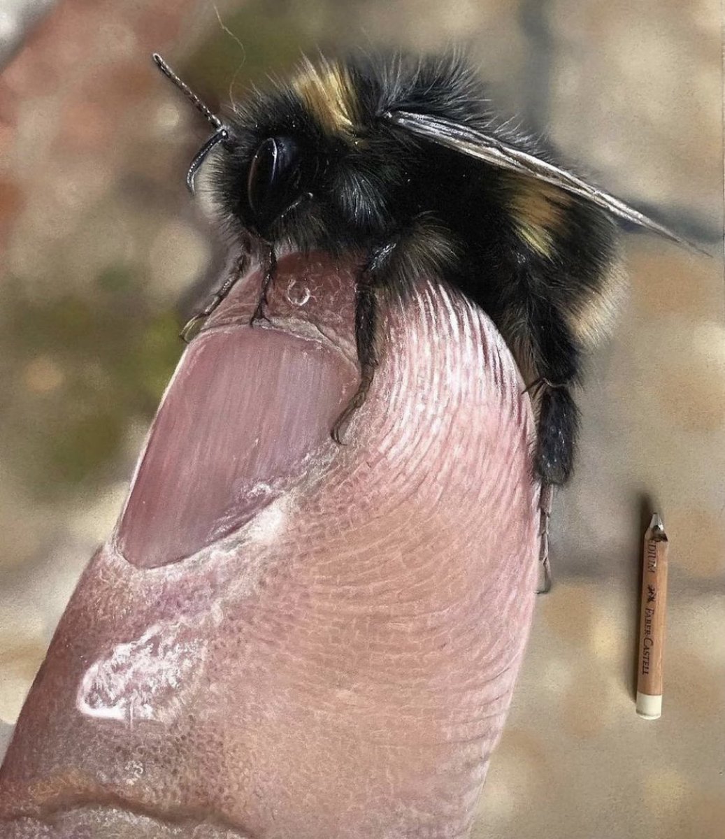 Paulmillerart's tweet photo. My most realistic piece to date. Love drawing bees,great little animals @UnisonColour soft pastels & pastel pencils on pastelmat.#art #artwork #pastelart #Bumblebee #bee #beeart #drawings #myartwork #artwork #realsmart #realisticart #draw #paint #hyperrealism #artontwitter https://t.co/BBwYyYZd97