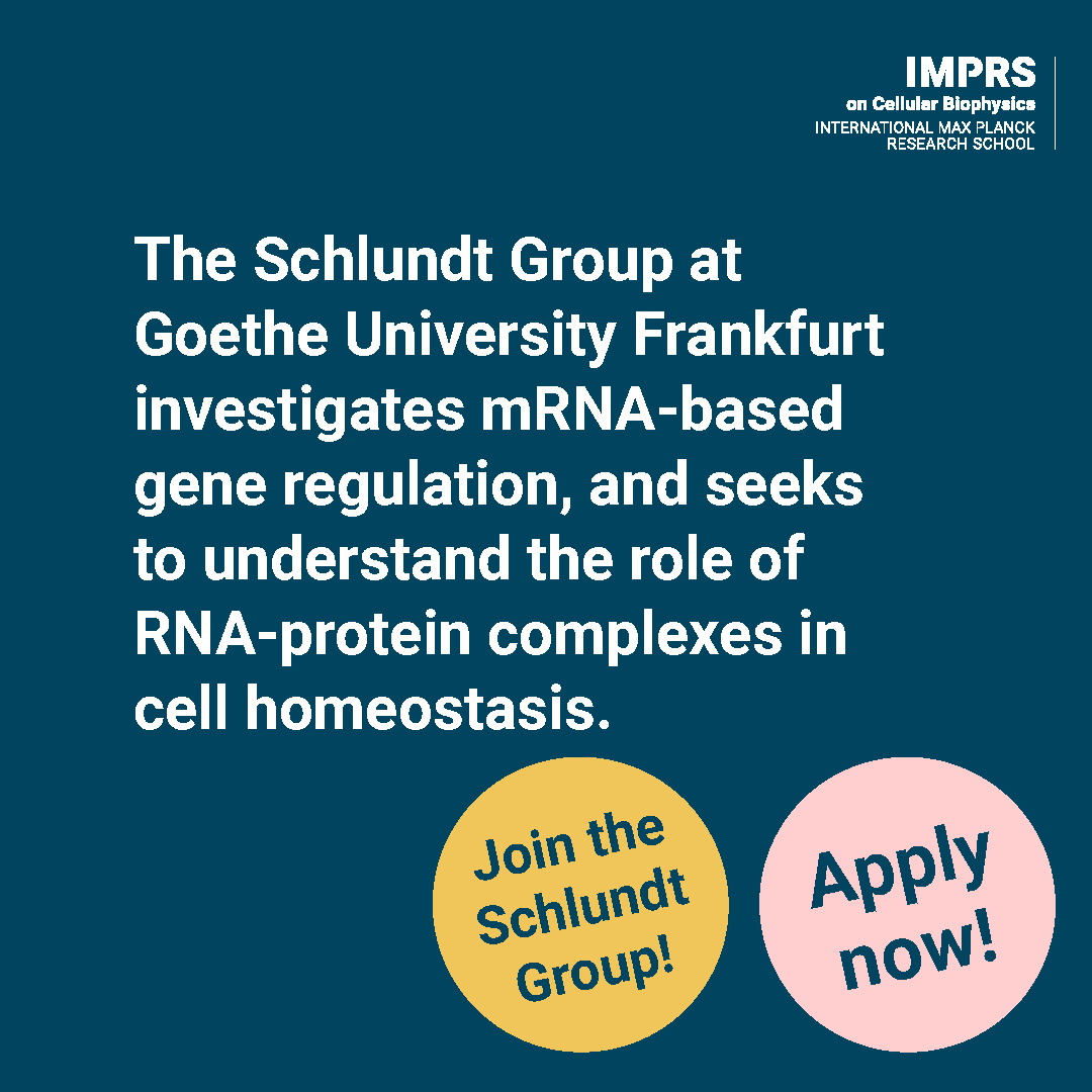 Join the Schlundt Group (<a href="/lab_nmr/">SchlundtLabNMR</a>) at <a href="/goetheuni/">Goethe-Universität</a> for your #phd if you are fascinated by #NMR and the role of #RNA for cell homeostasis. #Apply for the IMPRS on Cellular Biophysics by May 15! 👉imprs-cbp.mpg.de/47910/Call-for… <a href="/maxplanckpress/">Max Planck Society</a> #imprs #imprs_cbp #imprs2impress #gradschool