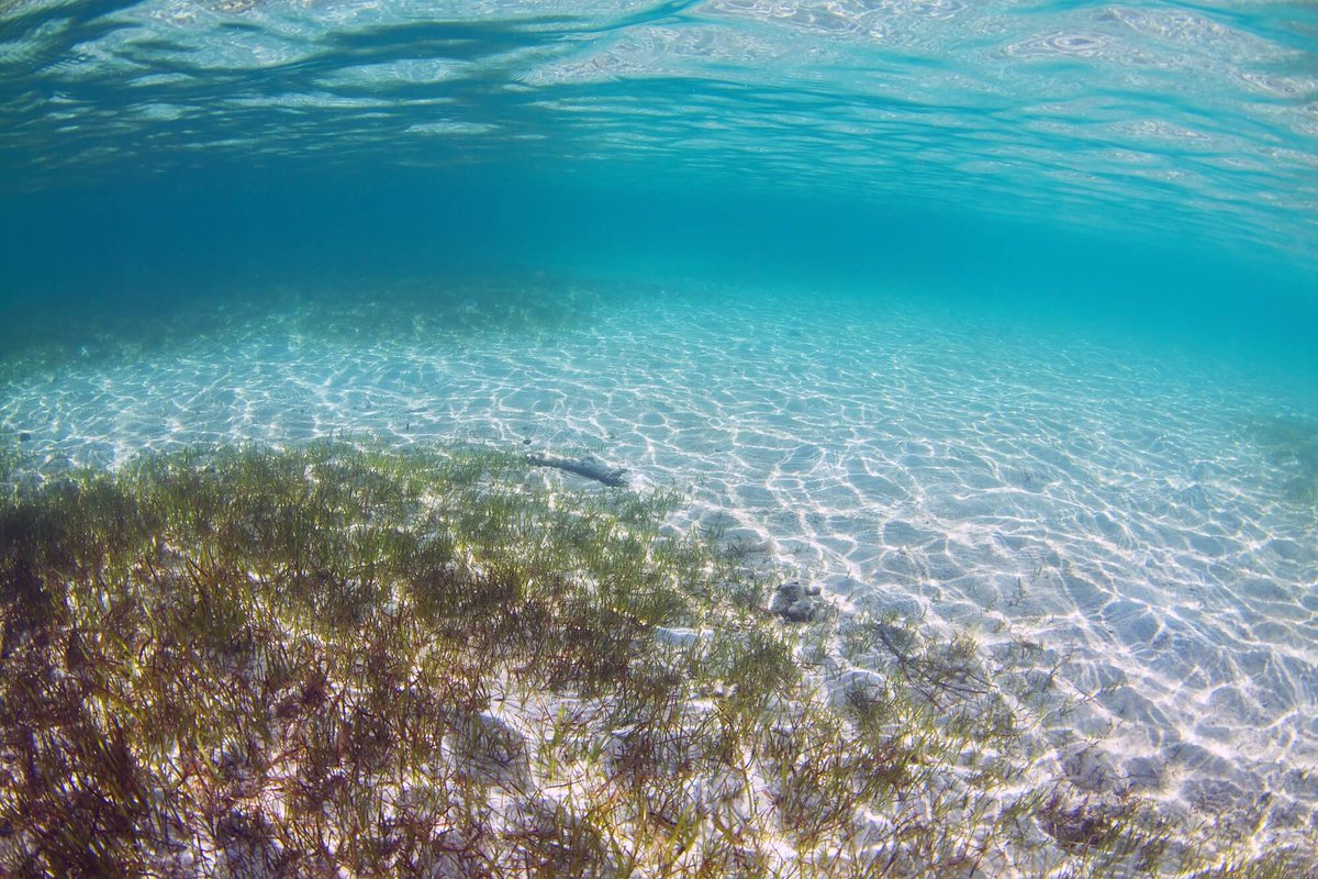 NOCnews's tweet photo. The NOC has taken part in a survey that points to lasting impact of Hurricane Maria on marine environments in Dominica.

They discovered large #Seagrass beds where coral reefs might have been expected! 🪸

Learn more about the survey here 🗞️ https://t.co/Z1TWj3k3EL

@CME_Prog https://t.co/AeU35pCQAq