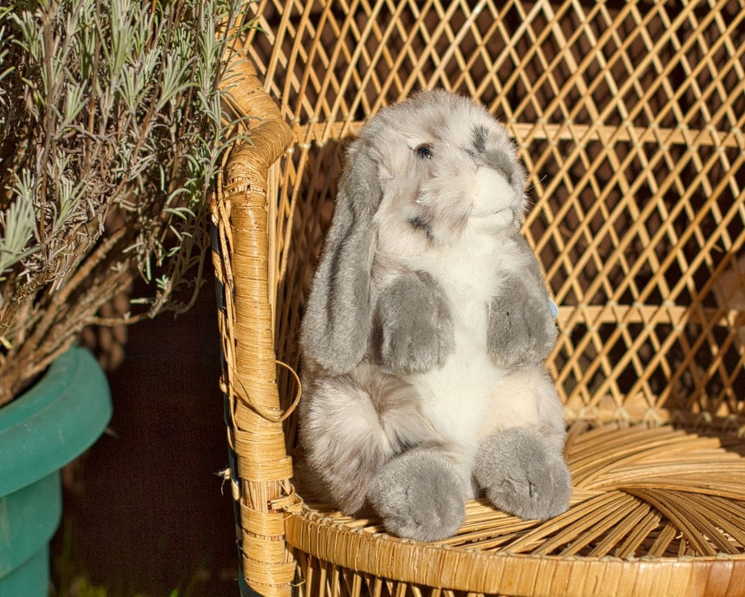 RabbitRetailUK's tweet photo. This little bun is wondering what happened to the sun and springtime.
#Bunny #Rabbit #OneHopShop #RabbitRetail #BunnyTheme #RabbitThemedGifts #BunnyLover #RabbitLover #GiftsForRabbitPeople #CrazyRabbitLady #CrazyRabbitMan #RabbitFans @LivingNature https://t.co/eeqx5f1tHu