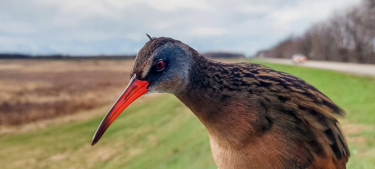 INHS <a href="/ForbesStation/">Forbes Biological Station</a> scientists are trapping &amp; tagging Sora &amp; Virginia Rails to better understand when they migrate, what habitats they use, &amp; how long they stay in specific locations! #WorkingWednesday

Learn more ➡️ bit.ly/3OBdcJe

<a href="/RallidaeRule/">Auriel Fournier</a> #ornithology