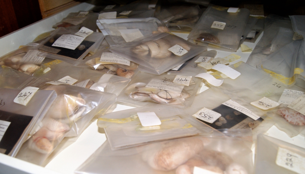 aberdeenuni's tweet photo. Improved access to one of the University of Aberdeen's nationally significant collections, has been achieved through the year-long 'Marvellous Molluscs Project', reigniting its use for learning and research. Find out more at https://t.co/lgM8rTbGFJ https://t.co/cRcCAgogzd