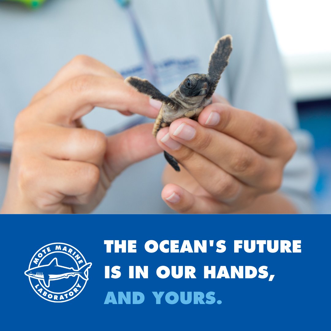 MoteMarineLab's tweet photo. There are only two hours left to show your support for #TeamMote during #GivingChallenge2022 !
Visit https://t.co/ZMcwnubgID now and #BeTheOne to make a difference in the future of marine life. 🦈
The ocean's future is in our hands, and yours. 🌊
@ThePattersonFdn @CFSarasota https://t.co/SxAg0ZfZhk