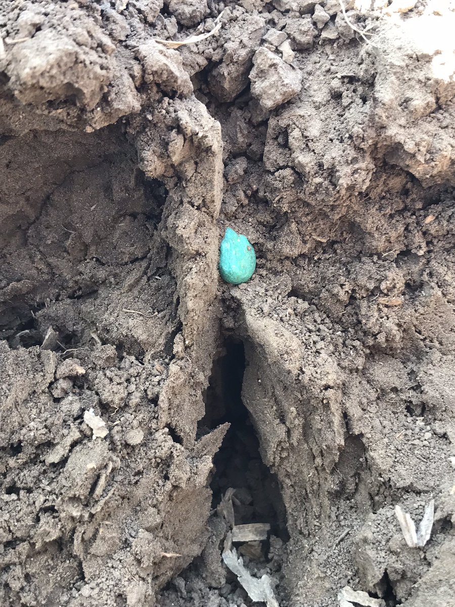 Strip till ammonia concerns: with dry conditions since fertilizer was applied, watch for signs of burning as seedlings germinate.  First sign is burning of the radicle (root) tip.  Water IMMEDIATELY if this is observed.