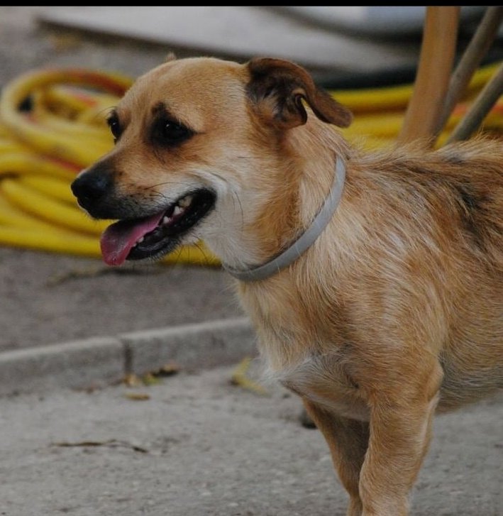 huellassalvadas's tweet photo. Brownie 💜

El es pequeño pero tiene el corazón tan grande que pocas personas encontrarás igual, es un pequeño amor que está buscando su hogar para siempre

Porque no le das una oportunidad? https://t.co/meVcJbuanI