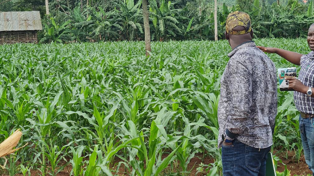 kisobokcampaign's tweet photo. Today, I paid a visit to Mr. Lugolobi of Sight Farm at Namulonge, Gayaza.
He owns a 30 acre farm with 30 milking Cows and a maize plantation.
The cows produce between 500-600 litres of Milk daily and the maize feeds the cows.
The farm can accommodate upto 100 Cows.. https://t.co/9M93hyfhNd