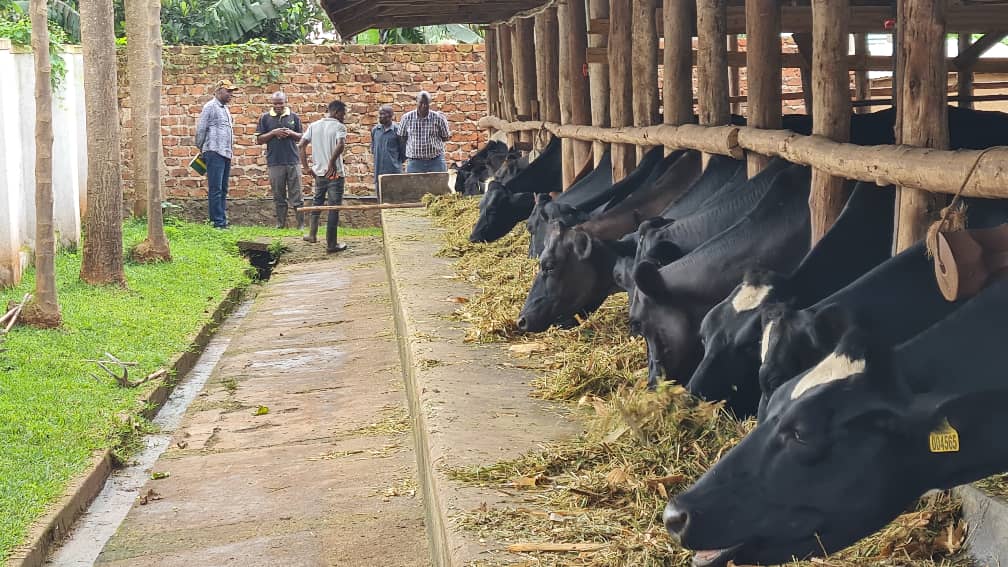 kisobokcampaign's tweet photo. Today, I paid a visit to Mr. Lugolobi of Sight Farm at Namulonge, Gayaza.
He owns a 30 acre farm with 30 milking Cows and a maize plantation.
The cows produce between 500-600 litres of Milk daily and the maize feeds the cows.
The farm can accommodate upto 100 Cows.. https://t.co/9M93hyfhNd