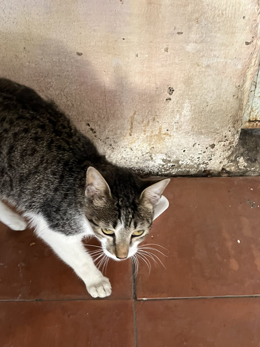 pedro_navaja_77's tweet photo. Este Gato lleva 2 días escondido en mi garage alguien lo tiene que estar buscando. Zona Cerro @PerdidosEncont @haashoficial @perros_uy @BelvedereGatos @burakeras https://t.co/e9YnjJWqmh