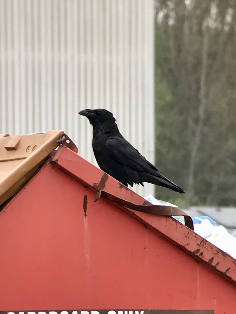 ⁦⁩ #Corvid  Always on the look out for nature even when at work. Nice to see a pair of Ravens raise a brood of 3 young at one of the locations i visit, nesting under an old water tower. Adults finding plenty of scraps in the site skips for the nearly ready to fledge young.
