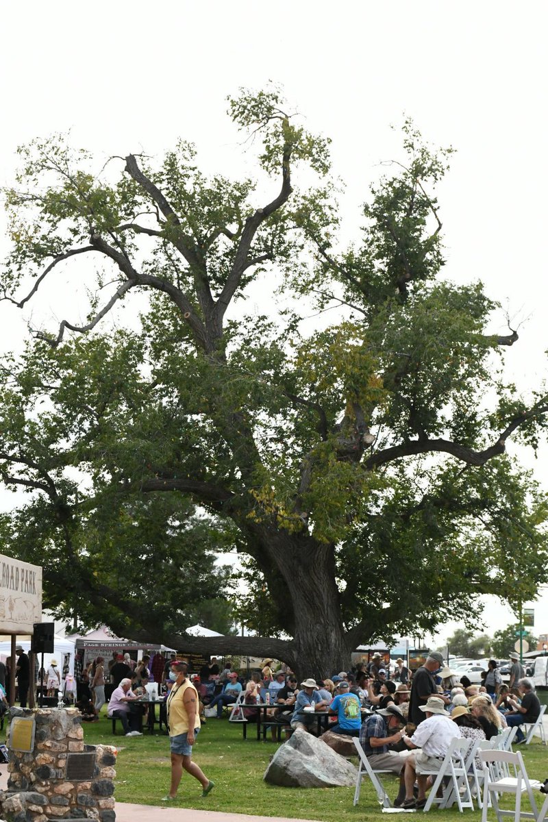 Time for Willcox Wine Festival. …llcox_spring_fest_2022.eventbrite.com

#arizona #arizonawine #wine #vineyard #festival #livemusic #willcox #willcoxwine