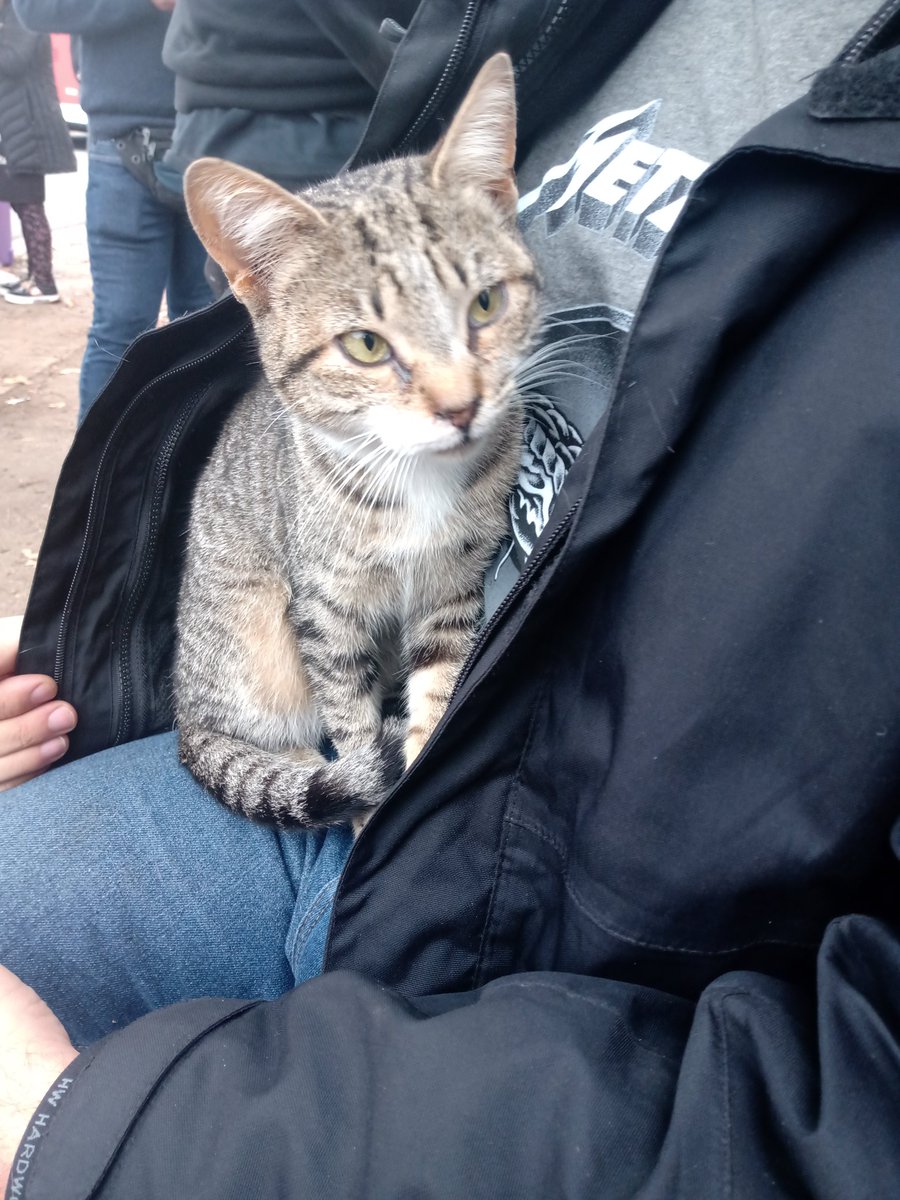 paola_silvina's tweet photo. Hace un buen rato que llegó este gatito a la fila para Metallica. Desconocemos de dónde salió.
Le acabamos de dar comida y ahora lo estamos abrigando pero, cuando entremos, se va a quedar solo ¿Alguien que lo quiera adoptar? #MetallicaEnChile #Metallica RT https://t.co/Fg9DSw6qyt