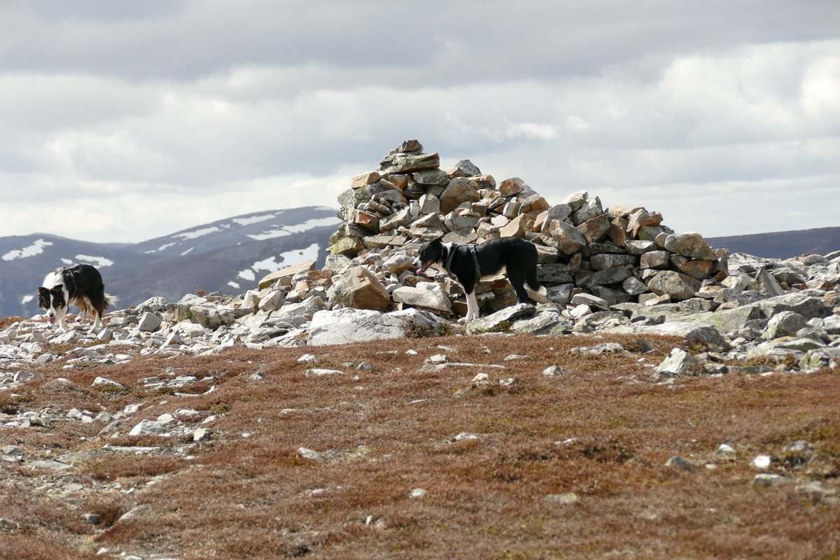 colliefullife's tweet photo. Creag nan Gabhar with Moss and Zena today, new hill for Zena π
#DogsOfTwitter #BorderCollies #DogTwitter #HillDogs https://t.co/eHaa4SL8Qn