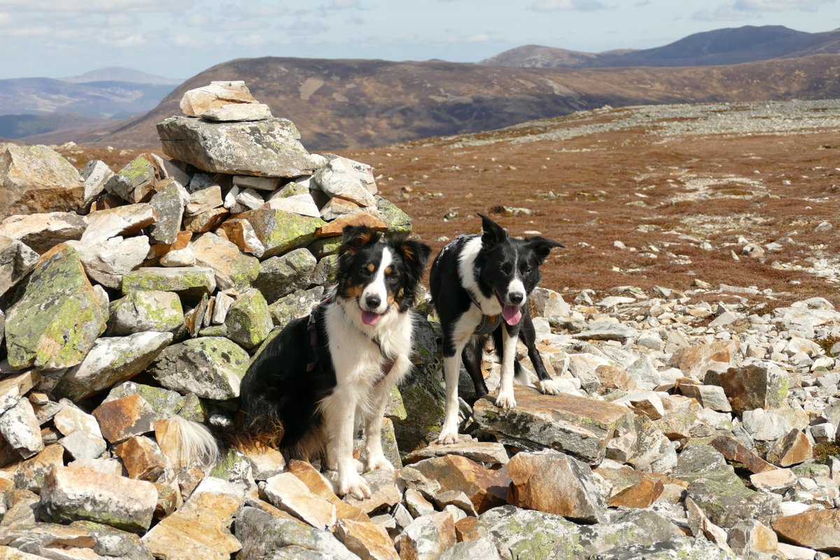 colliefullife's tweet photo. Creag nan Gabhar with Moss and Zena today, new hill for Zena π
#DogsOfTwitter #BorderCollies #DogTwitter #HillDogs https://t.co/eHaa4SL8Qn
