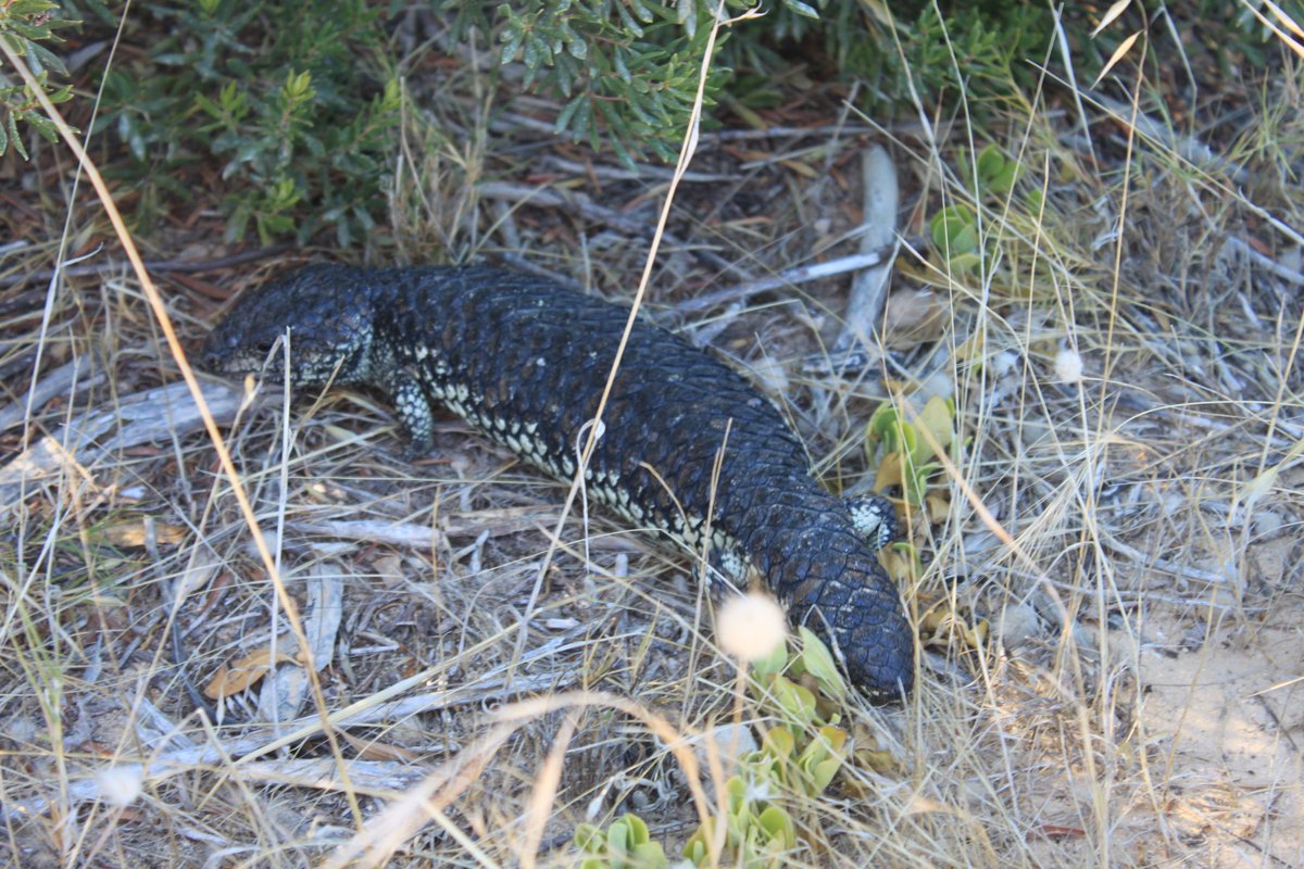 MonniKaboom's tweet photo. 1/10 🚨New paper alert!
So excited to finally see this paper published – the #GlobalReptileAssessment for the @IUCNRedList has been a truly gigantic effort, involving >900 species experts &amp; many years of work! 
https://t.co/GrPX3D92em https://t.co/wSWLT05kcb