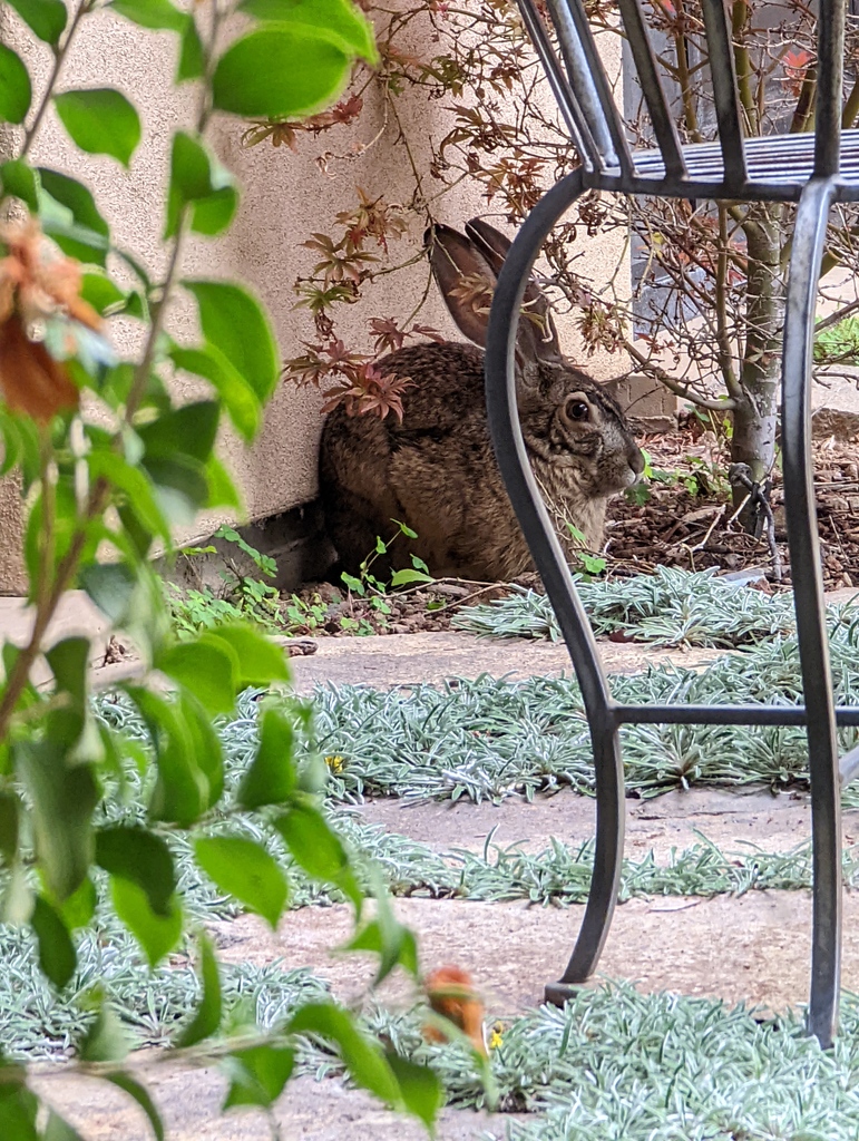 One of the joys of living in the Napa Valley is the chance to observe wildlife up close just outside our door. This young jackrabbit has found a safe refuge with plenty to snack on right by our kitchen door. We enjoy this gentle community of wildlife and love sharing it with you!
