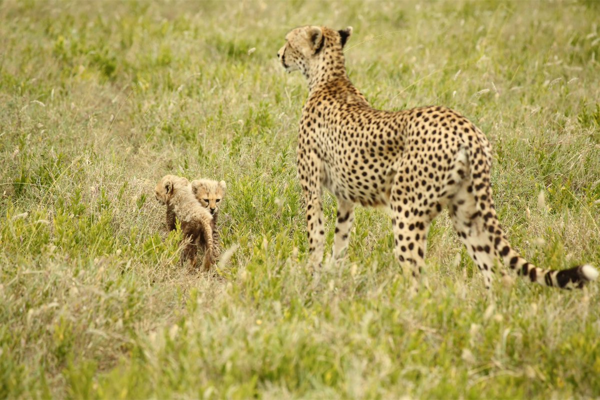 What a sight!! Rock Rose's four-year-old daughter was sighted near Gol kopjes today and she introduced us to her two adorable fluff balls. #serengeticheetahs #serengetiplains #cheetahswemonitor @SarahMDurant @AnneWHilborn @TimRBDavenport @OfficialZSL @CCIAfrica @hmk_oneill