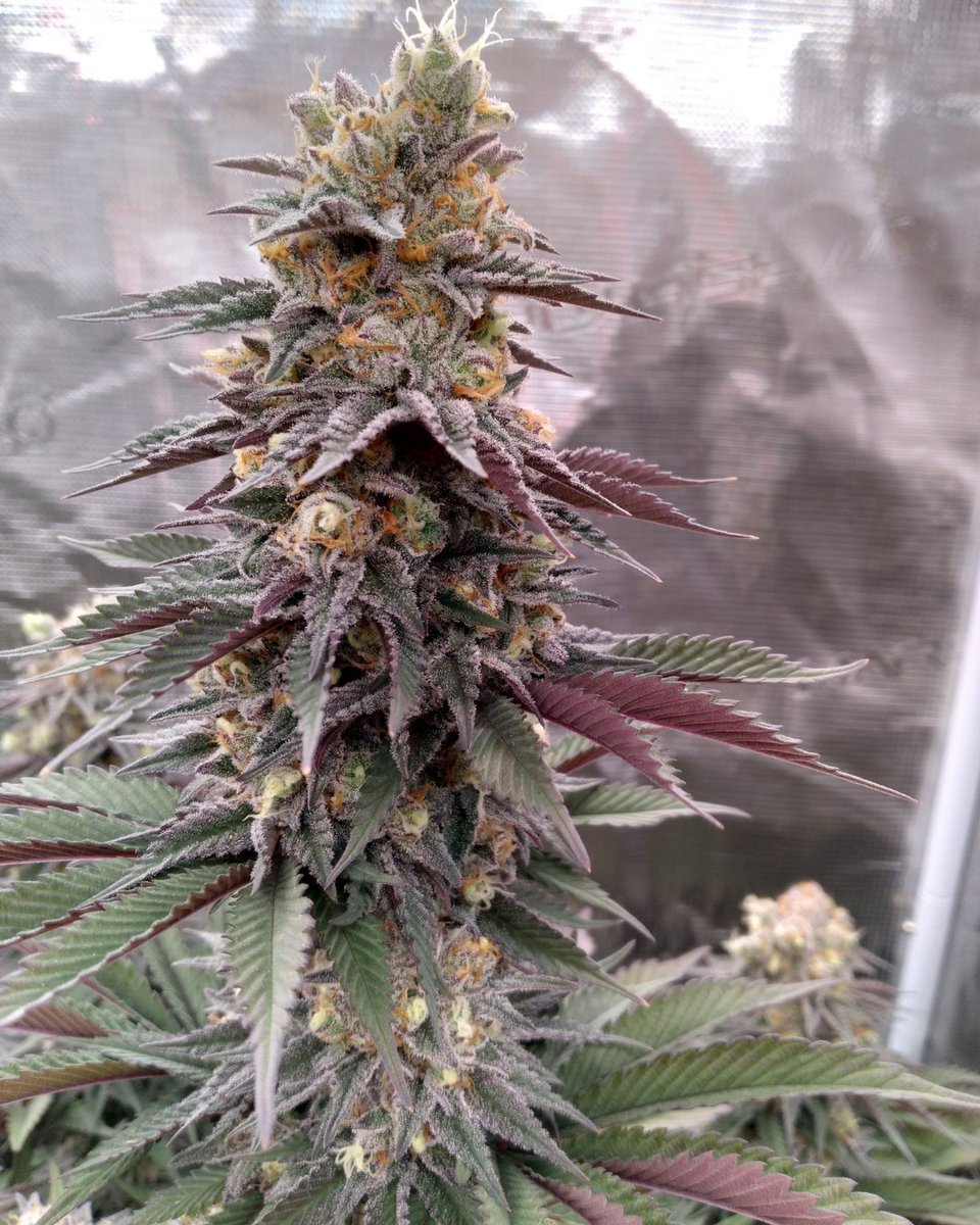 M_Seeds_nl's tweet photo. Fruity Pebbles 🍒🍍🥝 

🧬 Green Ribbon x Grandaddy Purps x Tahoe Alien
⚖️400-500gr/m²
📊 20-24% THC
🏆 Cup Winner

#MSNL #fruitypebblesstrain #bogo #420 #fruitypheno https://t.co/Xe8zeEhhty