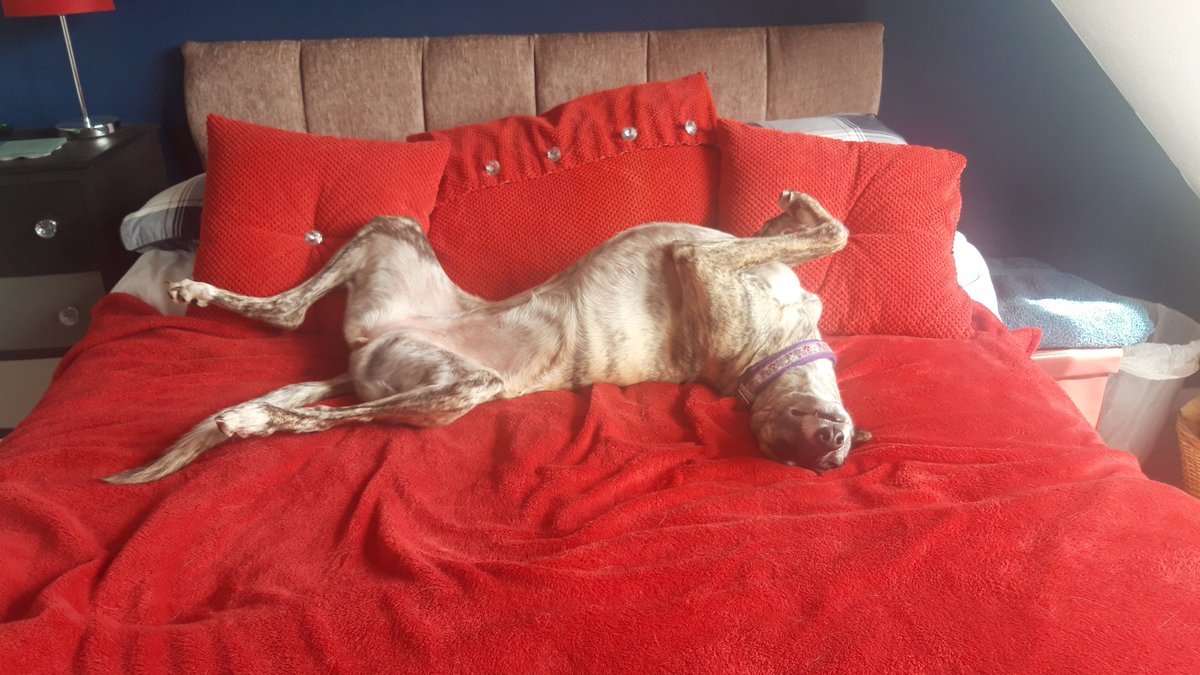 SandraDcollins's tweet image. Well happy #whippetwednesday to you too 🙂