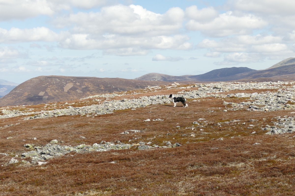 colliefullife's tweet photo. Zena doing the whole looking off into the distance thing on Creag nan Gabhar, maybe she's picking out her next hill π
#HillDogs #DogsOfTwitter #DogTwitter #BorderCollies https://t.co/4LxP9ybmHS