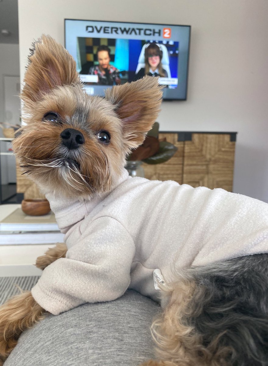Do good boys get #Overwatch2 Beta access?! 🐶