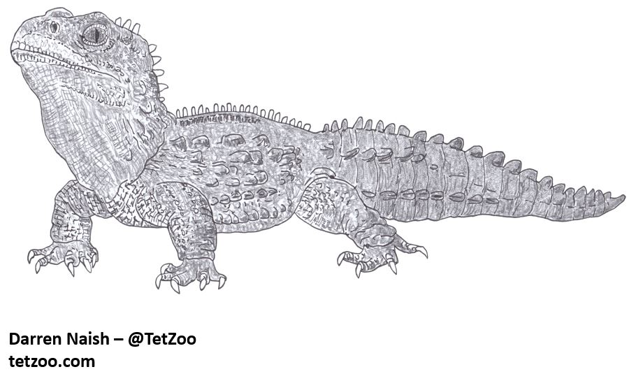 TetZoo's tweet photo. I drew a #tuatara (for my in-prep Ancient Sea Reptiles book) ... #reptiles #Sphenodon https://t.co/lofqdCW8BW