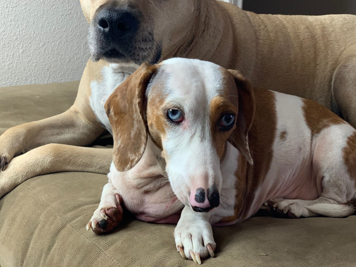 PrincessHopfs's tweet photo. Hi! It’s me, Lily and I am deaf. I love you. I want to remind you to never breed two dapple or Merle animals together. #Dachshund #doubledapple #dogsoftwitter #Dachshunds https://t.co/BKZ8DXKJ4N