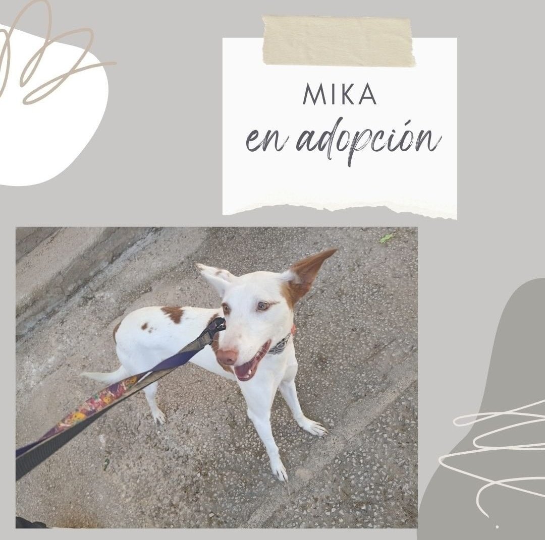 huellassalvadas's tweet photo. Mika en adopción o acogida ⚠️
 
Nuestra preciosa Mika está buscando adopción o acogida urgente. Su rescate fue bastante complicado porque es muy miedosa pero poco a poco va cogiendo confianza 

Más info MD  o email https://t.co/9wUTGO8fzG