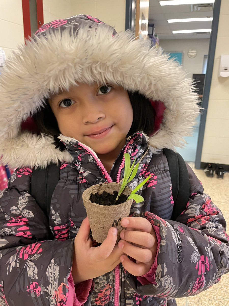 From popcorn kernels to tiny plants. At this growth rate we’re going to be eating fresh corn this summer! 🌱🌽