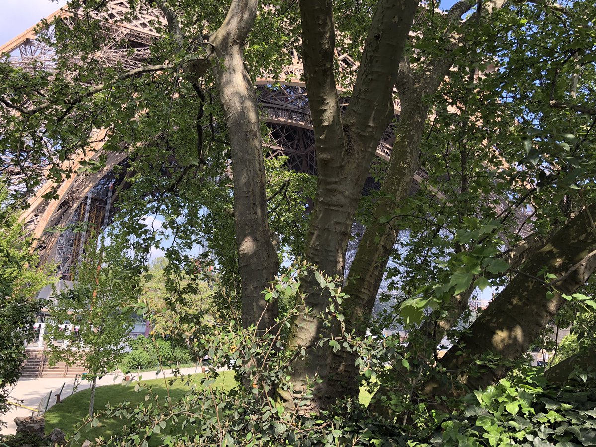 😡SCANDALEUX ! Ces arbres magnifiques et centenaires aux pieds de la #TourEiffel vont être abattus pour réaliser des aménagements commerciaux, « bagageries » et bureaux, dans le cadre d’un projet pharaonique rejeté par les Parisiens! #Écologie #Paris #Notrepatrimoine #ChampdeMars