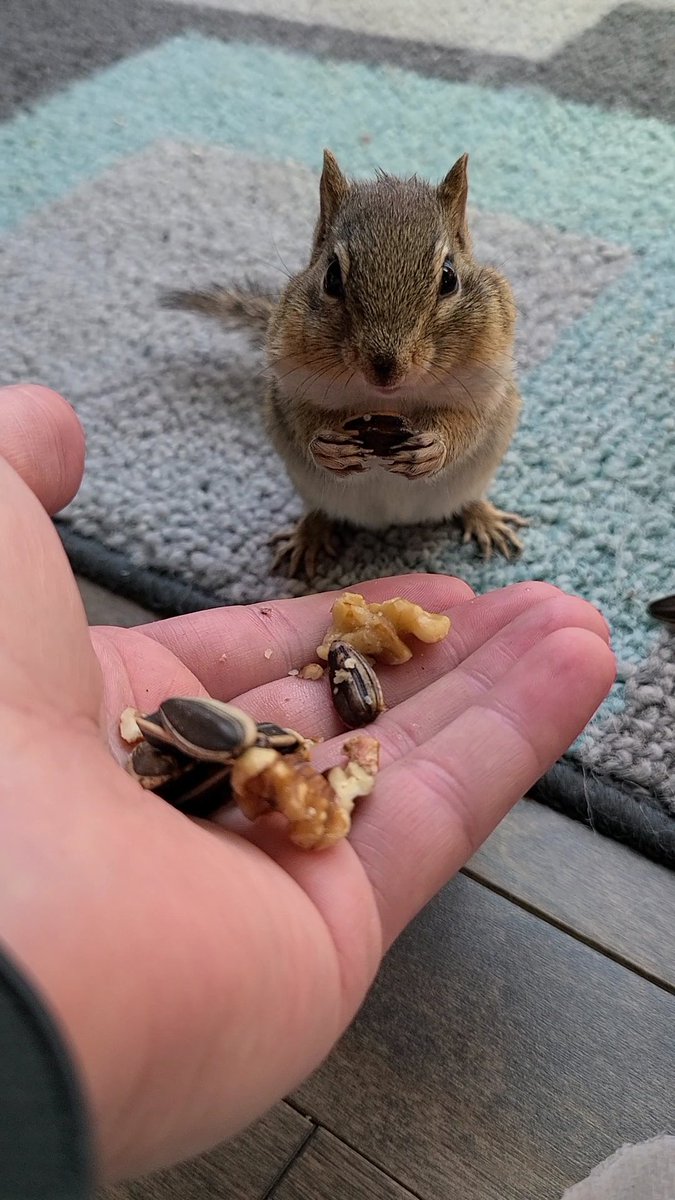 ClayBro883's tweet photo. No livestream this afternoon! Will be back to the regularly scheduled program tomorrow. In the mean time enjoy this picture of ChipBro! https://t.co/FcEdLXHEh0