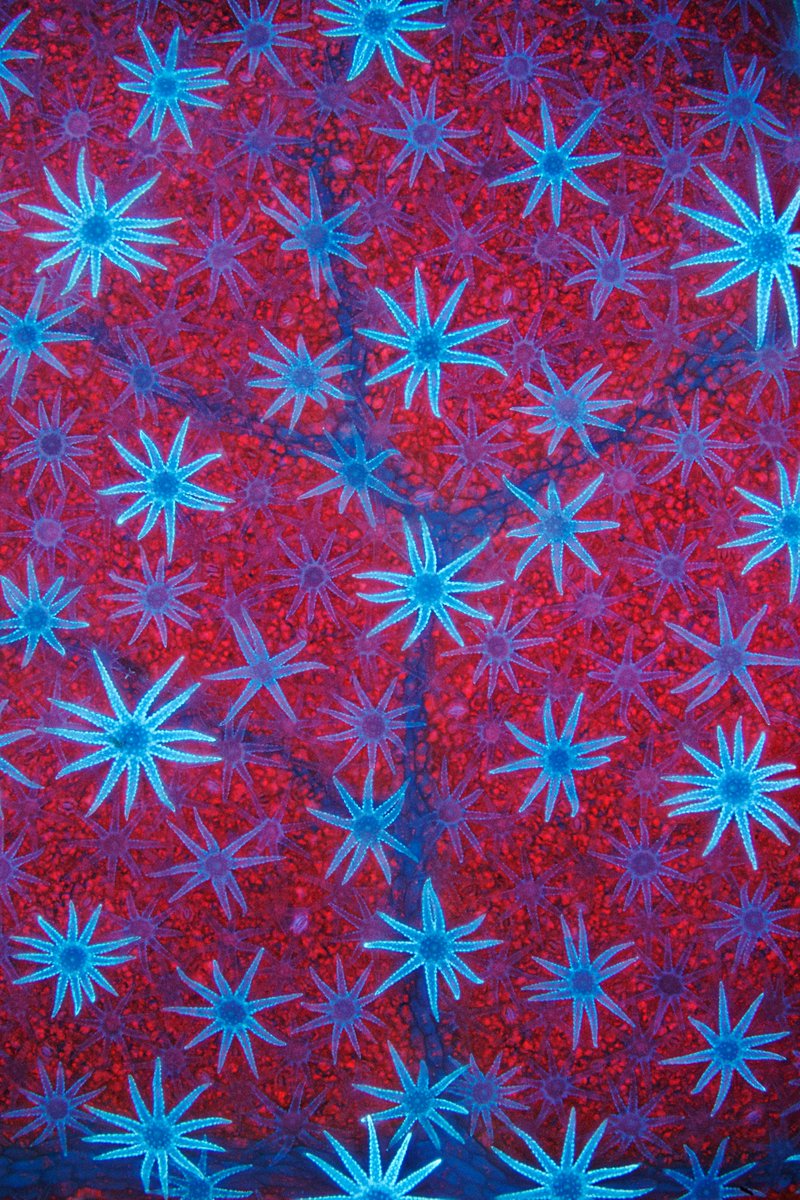 Nat_Prunet's tweet photo. I absolutely love this image of #trichomes on the surface of a #leaf by David Maitland that got a honorable mention at the Olympus Image of the Year awards 😍

#microscopy #plantscience #botany #fluorescence https://t.co/2VyOsMsONT