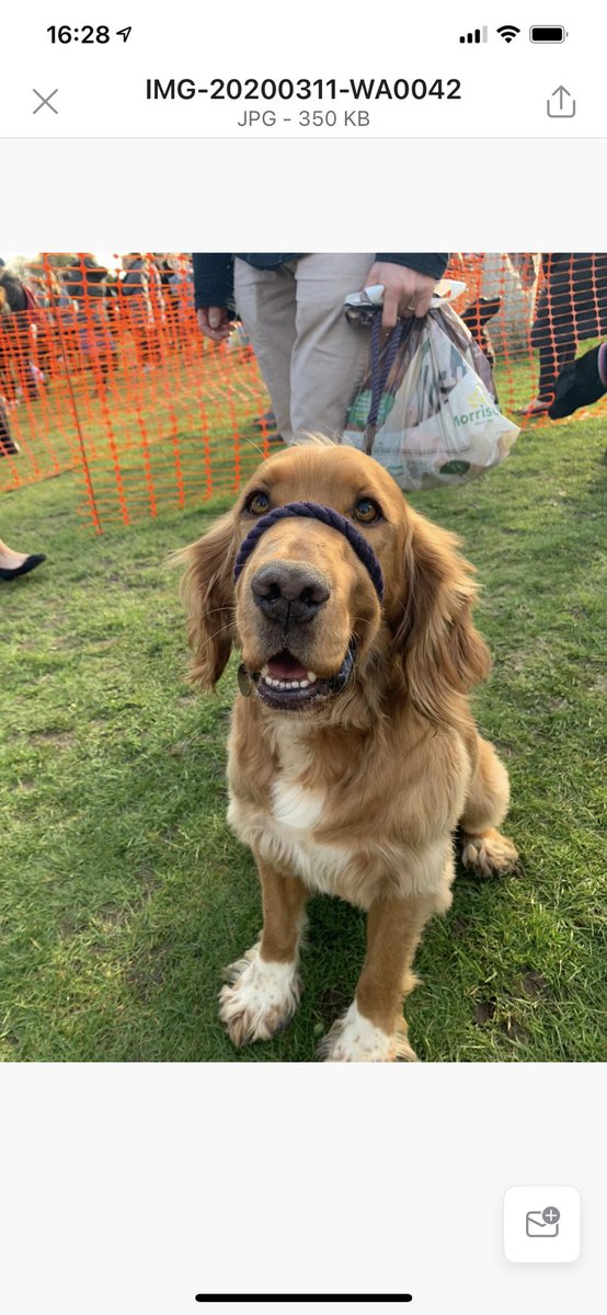 StEdmundsWare's tweet photo. Join us for a Pawsitively Perfect afternoon at Our Dog Show 2022 on Weds 4th May during P7 3.20pm πΆ
Come and see these adorable pups for a donation of just Β£2! All profits will go to @KeechHospice β€οΈ
#Dogshow #agilitycourse #SEC_Crufts #Waggiesttail https://t.co/pfrnpviiGJ