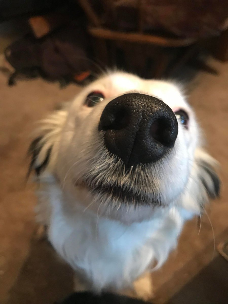 The best 16 year old Border Collie in the world! Chatan!