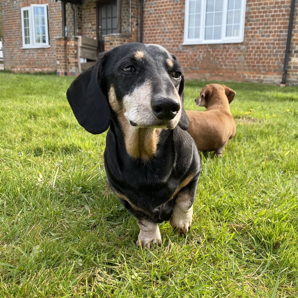SausageDogHotel's tweet photo. When Ollie raises his paw, you know somethings about to go downโฆ #ChiefOfSecurity https://t.co/nliZRBiVTA