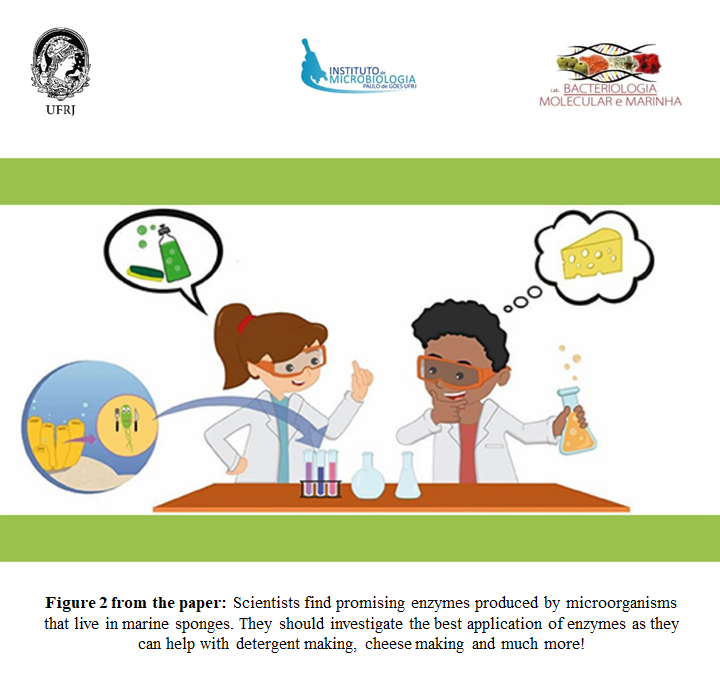 LaportLab_UFRJ's tweet photo. #MarineSponges host bacteria capable of producing #enzymes that help sponges digest nutrients! These enzymes can also be used in the food industry, such as in the production of bread and cheese, as well as in detergents and cleaning products. 🧪🫧🧼🍞🧀 https://t.co/PVomgDTZ71