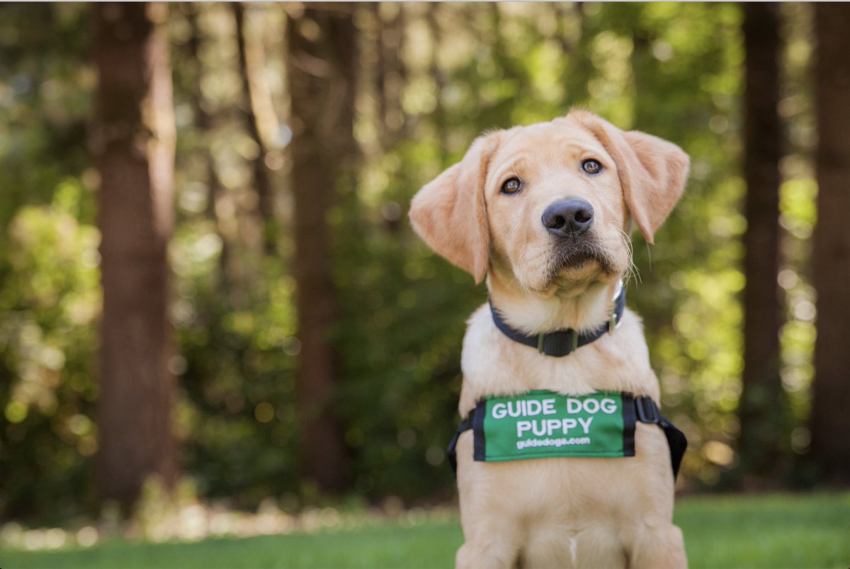 Join us today to celebrate our friends at <a href="/GDB_official/">Guide Dogs for the Blind</a> during #InternationalGuideDogDay! They provide essential services to those with visual impairments. Learn more about their amazing mission and our role in helping cultivate a community of inclusion. bit.ly/3vikBp3