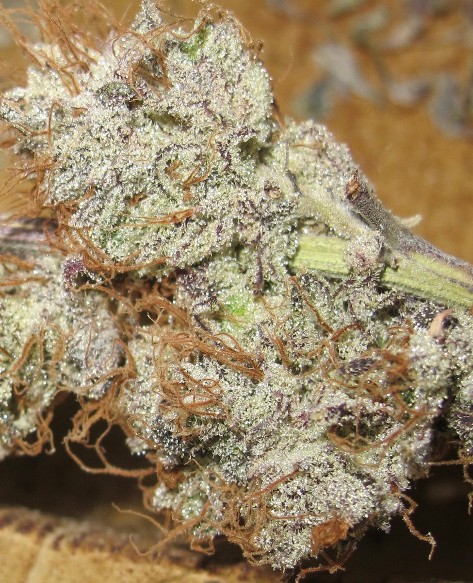 UltraGenetics's tweet image. Back on Twitter with some #tittytwister #CannabisCommunity #sourdiesel #supersilverhaze #sourgrapekush #ultragenetics #freespeech