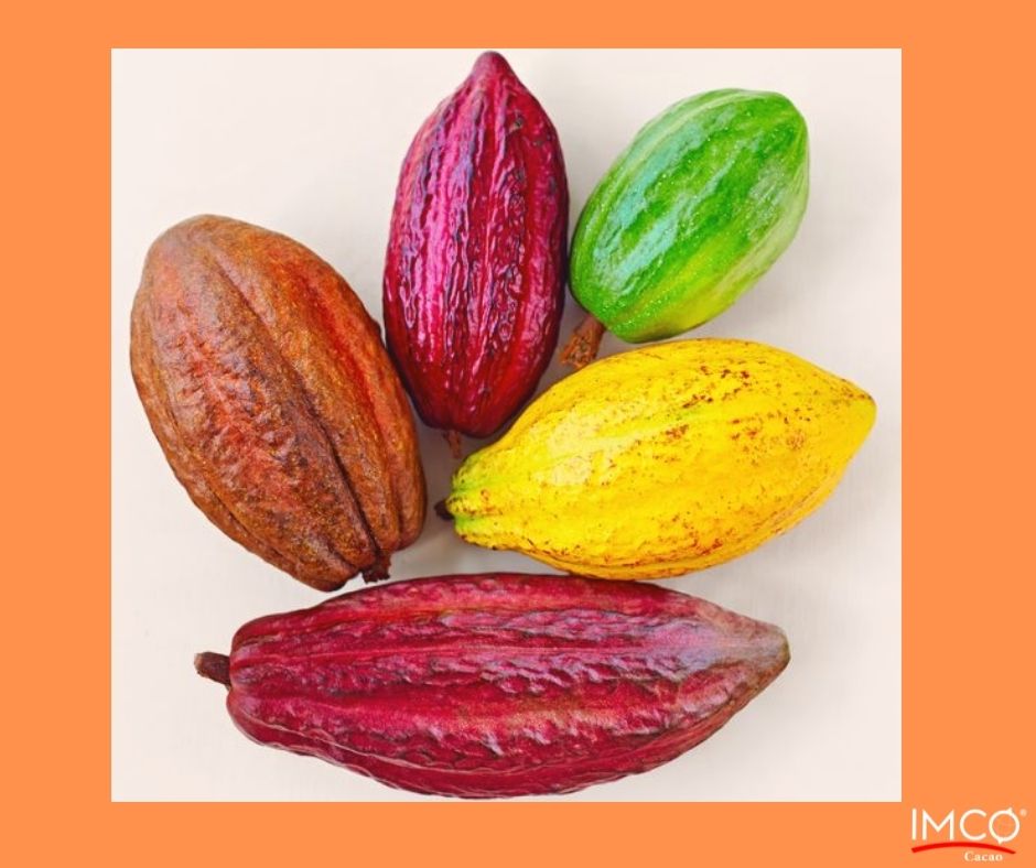 imcocacao's tweet photo. #cocoa #cacao #cultura #naturaleza https://t.co/Hs2VBqWVC2