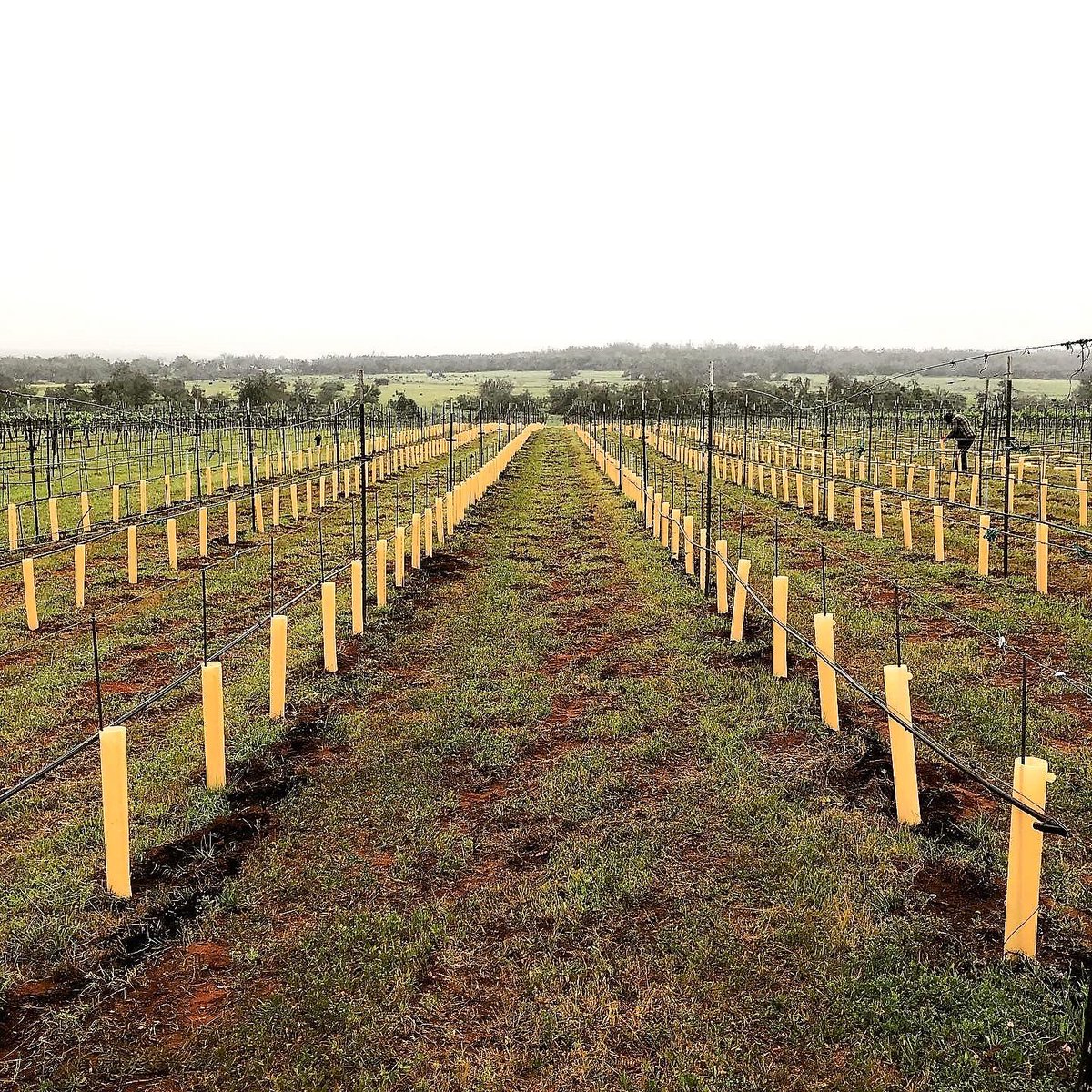 Spring means rebirth and hard work in the vineyards! Read our latest blog post by Pedernales Cellars Vineyard Manager, Evan McKibben to find out what's happening in the vineyards! It's live on our blog here: pedernalescellars.com/blog/Spring-Me… #txwine