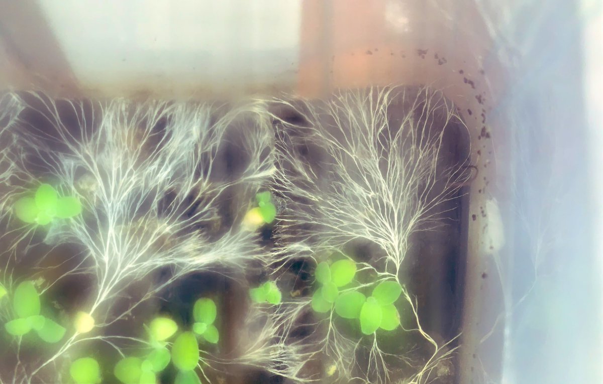 jadeegardner's tweet photo. #pypx2022 - this student is obsessed with mycelium and was inspired by the terrarium in our classroom that grew some pretty amazing root systems. He’s creating his own using nails and string as a way to show people how beautiful and important these networks are. #action https://t.co/CYiURuzisq
