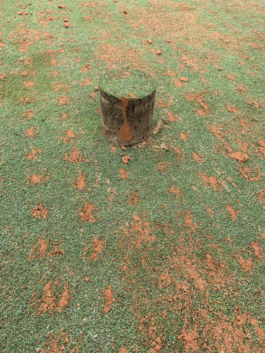 Siems Turfgrass Ltd tweet media