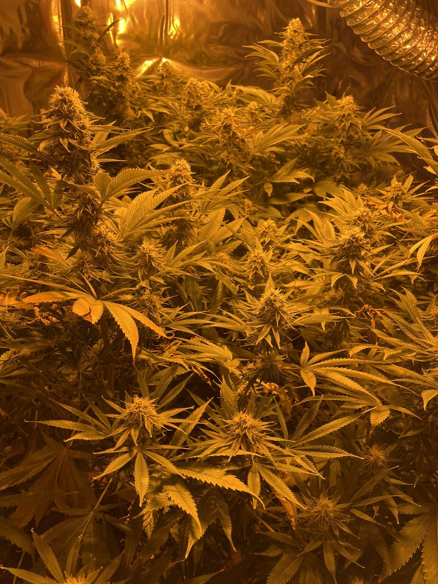 BudHydroGuy's tweet photo. We’re back baby https://t.co/Sm0vC7rh5S