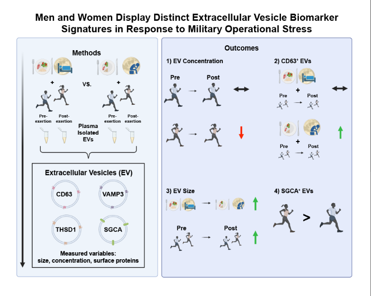 APSPublications's tweet photo. Men and women display distinct extracellular vesicle biomarker signatures in response to military operational stress - in the new issue of @japplphysiol!

https://t.co/rXxEwDpX8b

#exercise #sexdifferences #sleep https://t.co/4TXPZXNErm