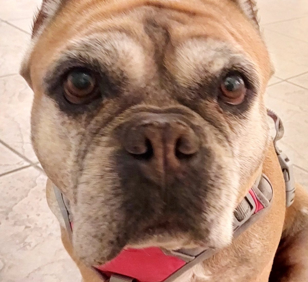 ARossfowler's tweet photo. @dog_rates https://t.co/tNxschZkKz