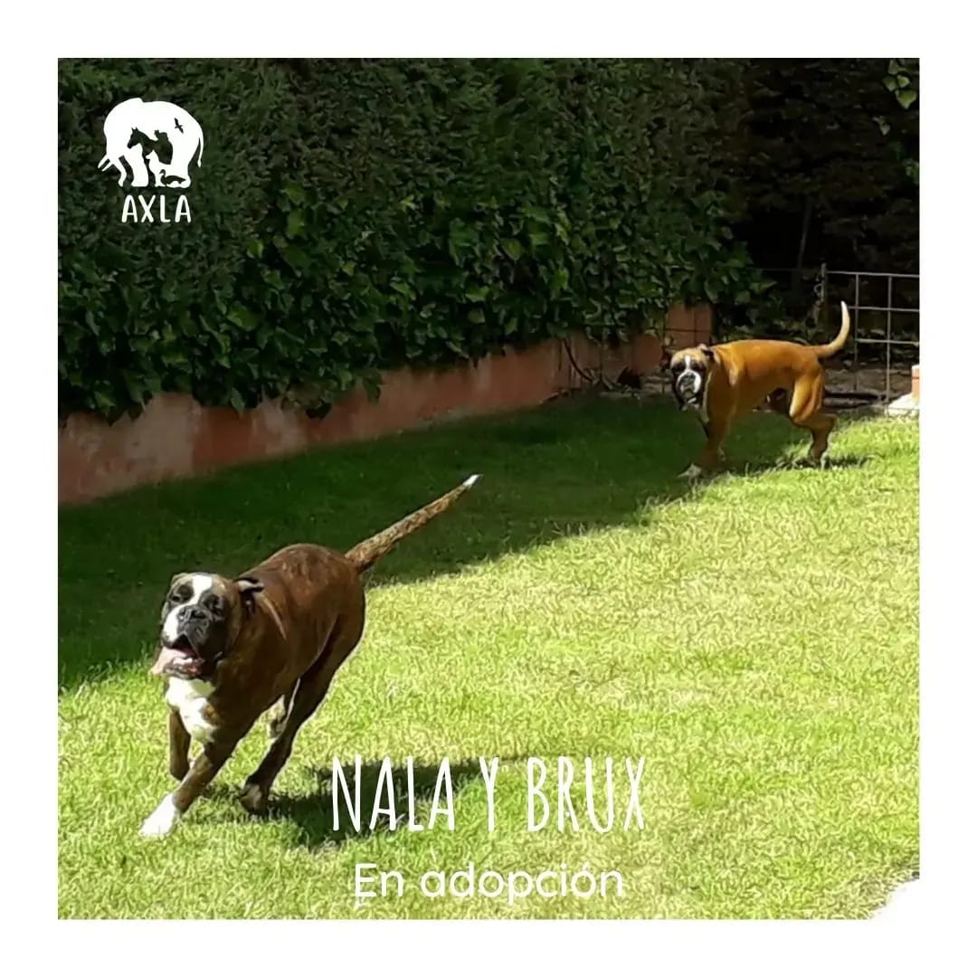 AXLAMADRID's tweet photo. NALA Y BRUX 🤎 EN ADOPCIÓN
Idealmente, buscamos adopción conjunta para ellos ya que han estado toda su vida juntos y son de la misma edad (2016)

Son muy muy muy cariñosos y buenos y, como buenos boxer, muy juguetones 🤎🤎

✉️adopciones@axlamadrid.org https://t.co/mwOvnrp5JF