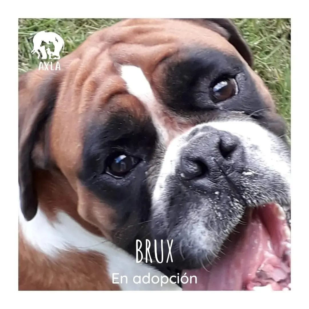 AXLAMADRID's tweet photo. NALA Y BRUX 🤎 EN ADOPCIÓN
Idealmente, buscamos adopción conjunta para ellos ya que han estado toda su vida juntos y son de la misma edad (2016)

Son muy muy muy cariñosos y buenos y, como buenos boxer, muy juguetones 🤎🤎

✉️adopciones@axlamadrid.org https://t.co/mwOvnrp5JF