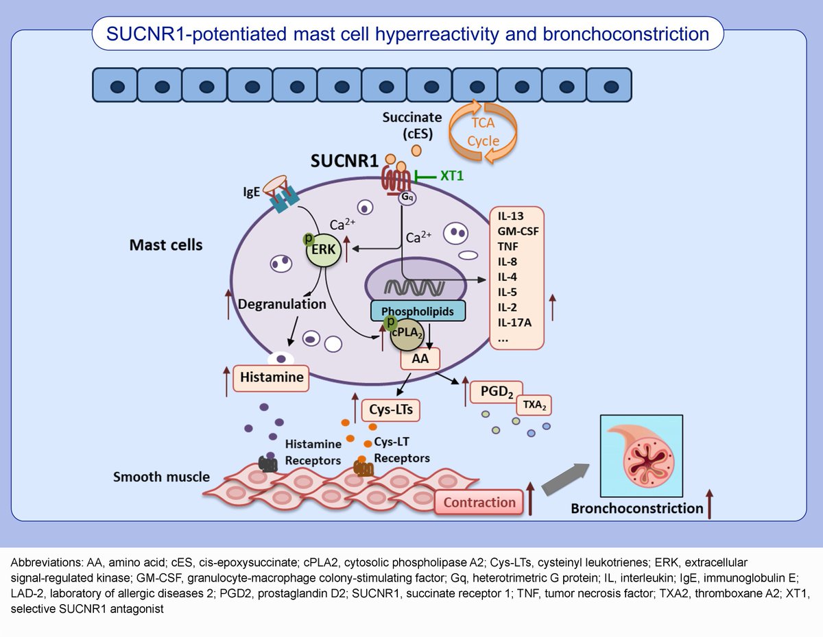 AllergyEaaci's tweet photo. Tang et al. Activation of succinate receptor 1 boosts human mast cell reactivity and allergic #bronchoconstriction.
Read more 👉 https://t.co/DeMoDvdw6r
See more👉 https://t.co/iOC5SfNbHp
#Allergy_journal https://t.co/QhUo4oVG5X